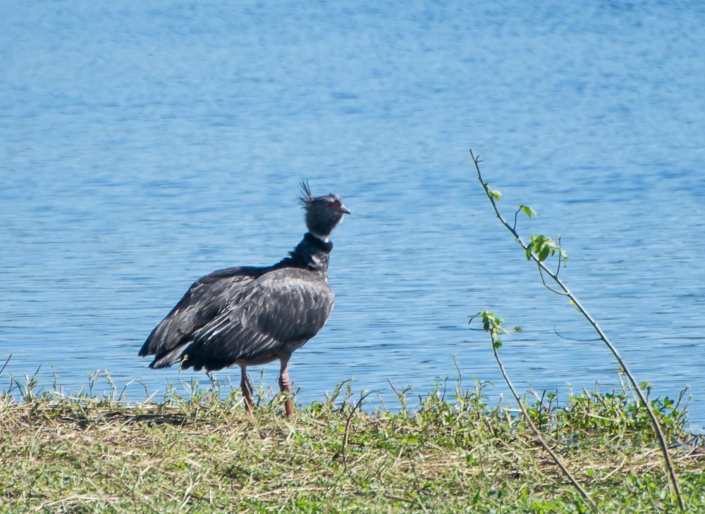 Southern Screamer - ML622438421