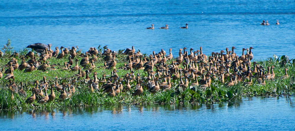 Fulvous Whistling-Duck - ML622438423