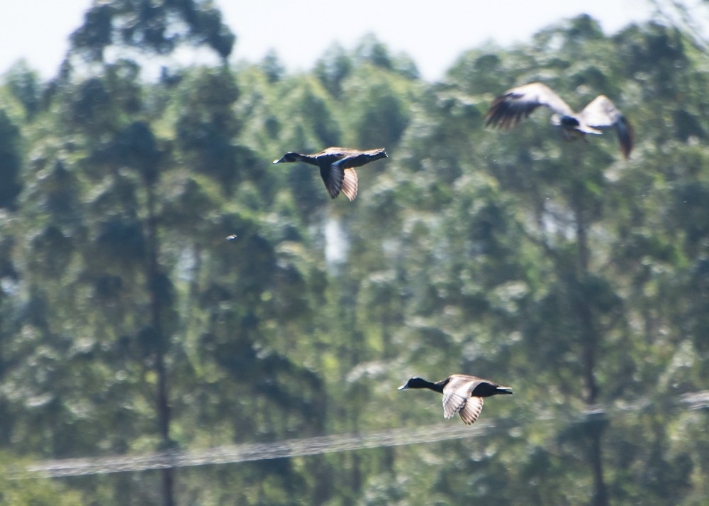 Southern Pochard - ML622438426