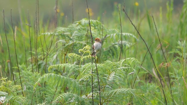 Levaillant's Cisticola - ML622438429