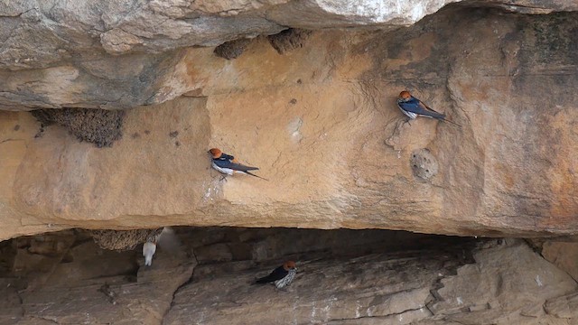 Lesser Striped Swallow - ML622438465