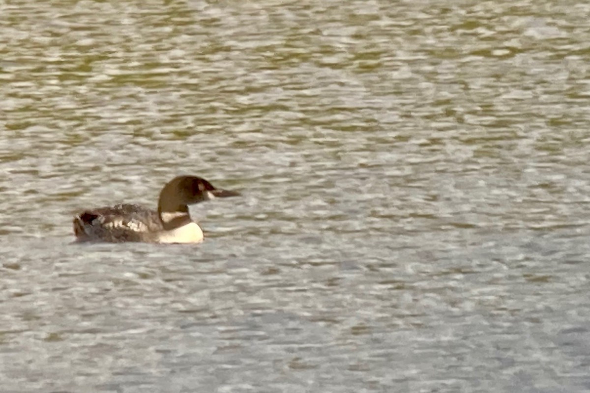 Common Loon - ML622438496