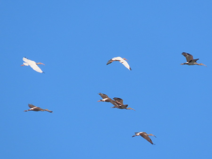 White Ibis - Ruth Bergstrom