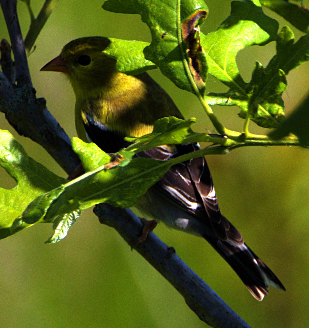 Chardonneret jaune - ML622438512