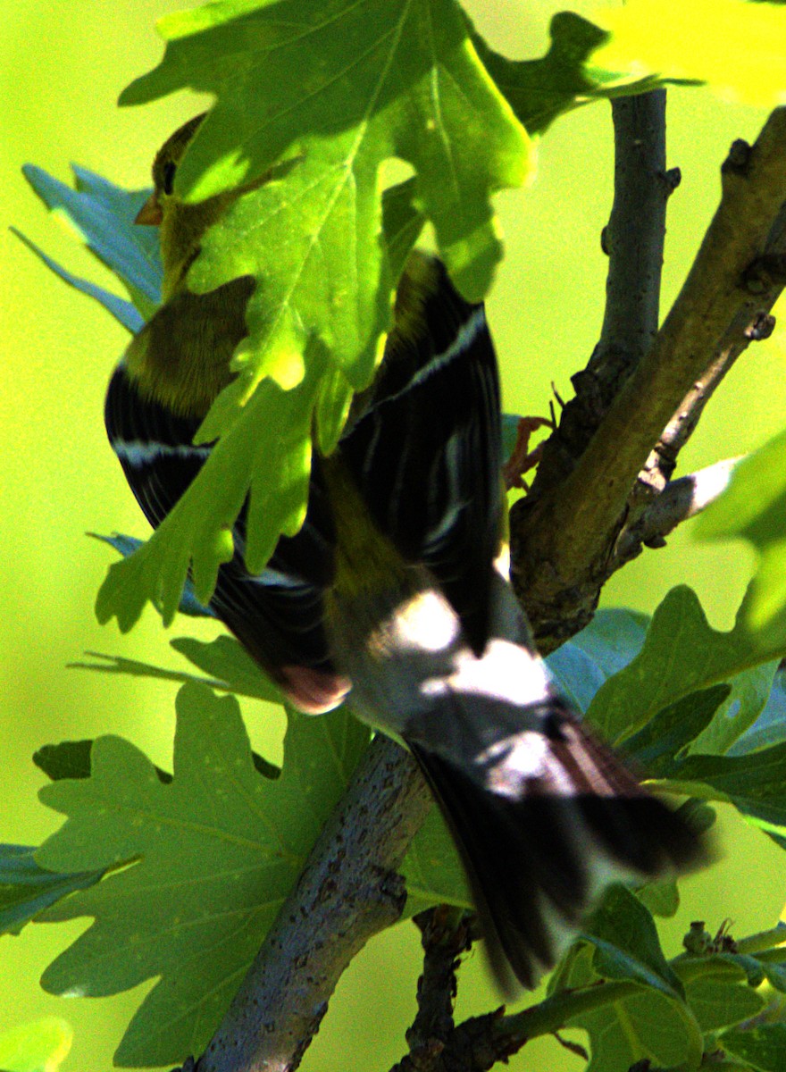 American Goldfinch - Andrew Melnick