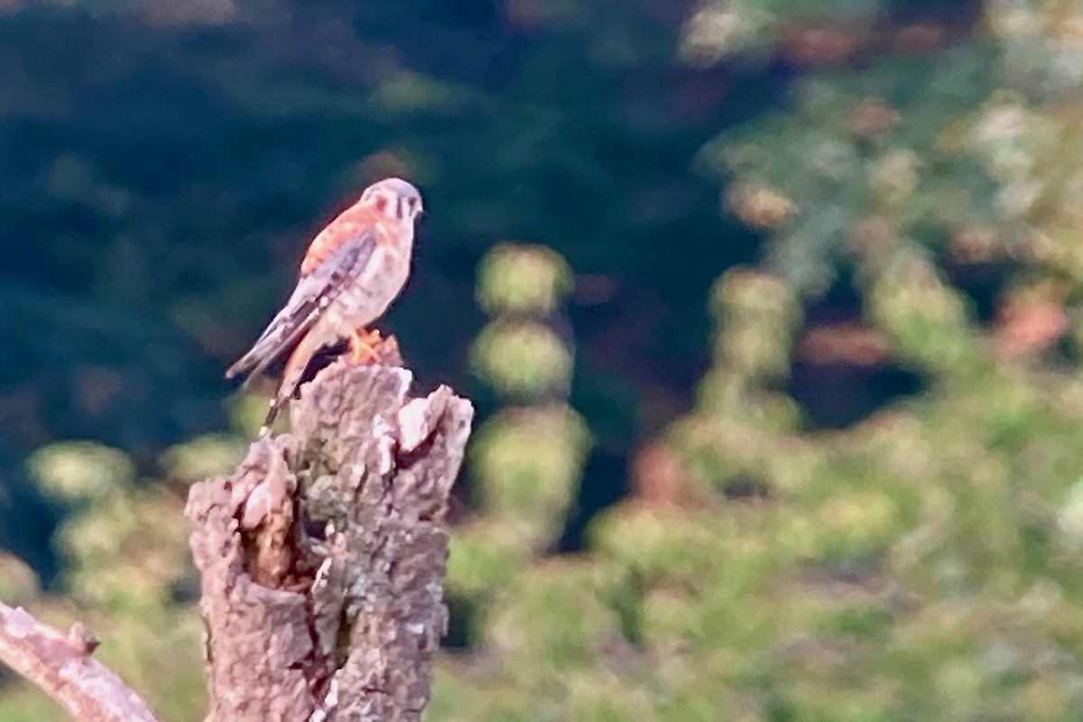 American Kestrel - ML622438514