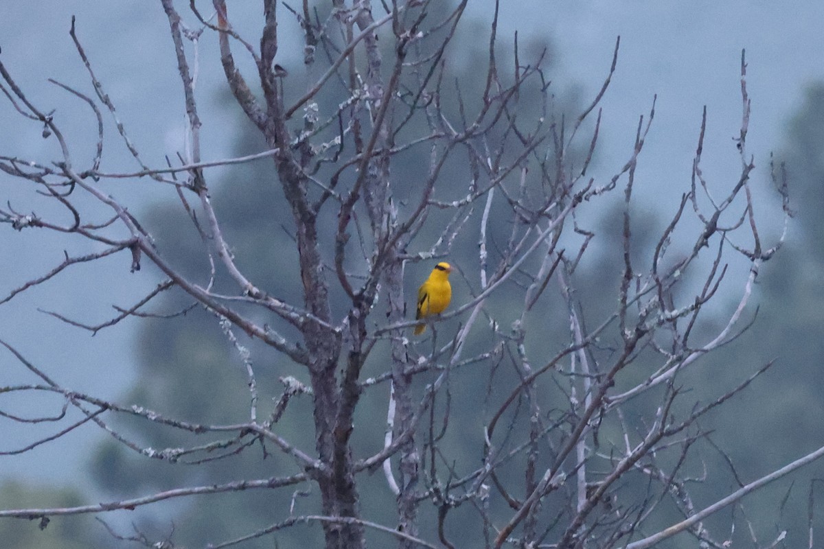 Slender-billed Oriole - Stephen Gast