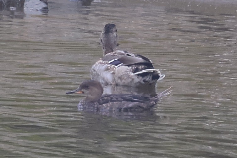 Hooded Merganser - ML622438732