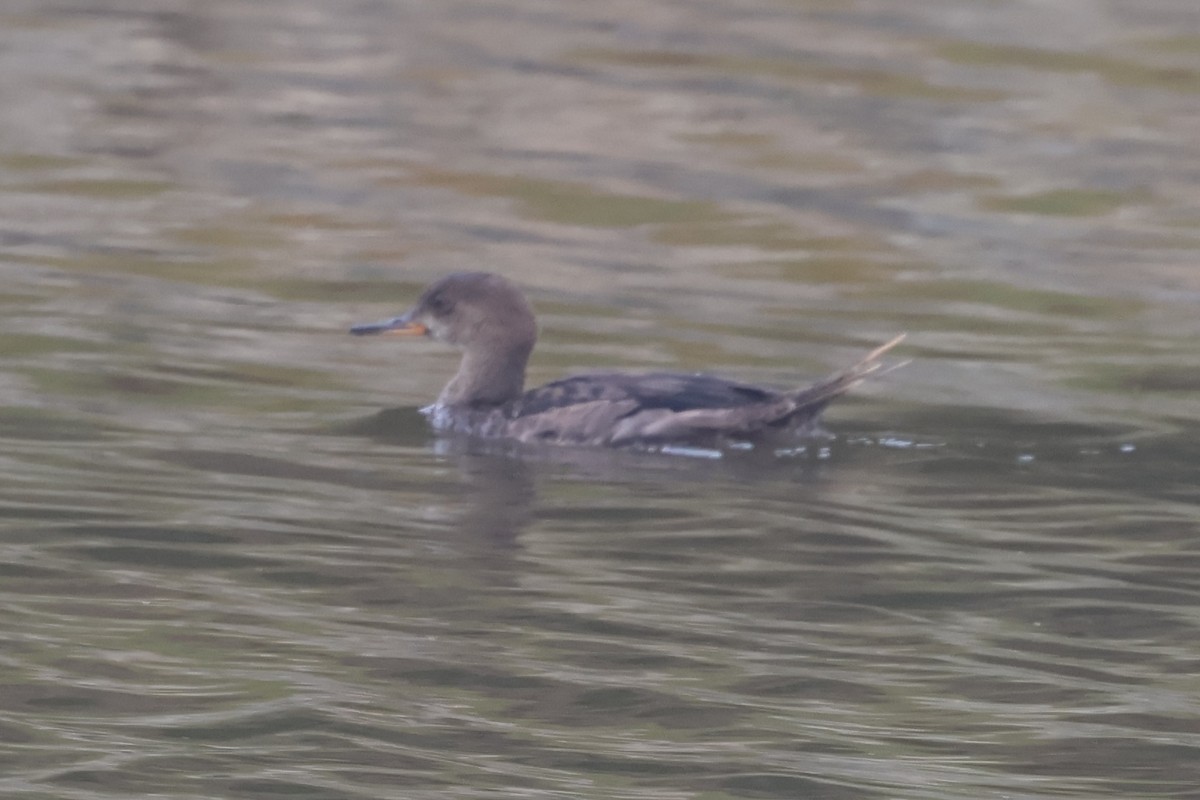 Hooded Merganser - ML622438736