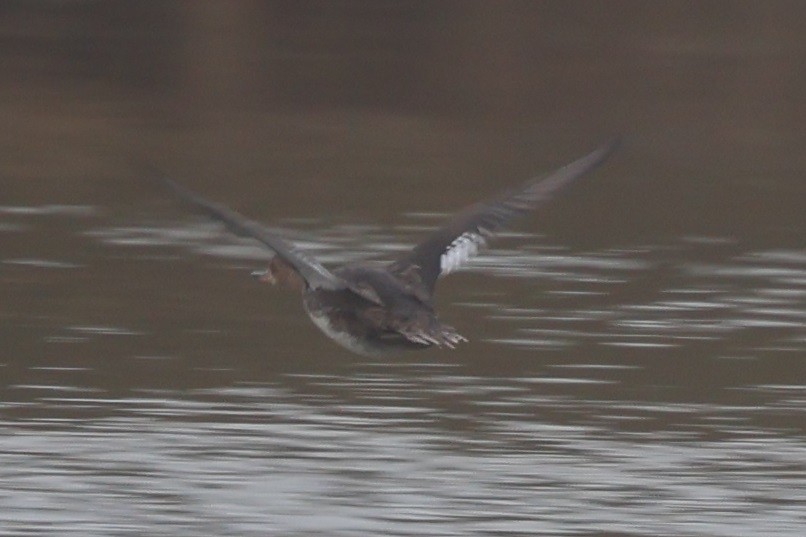 Hooded Merganser - ML622438741