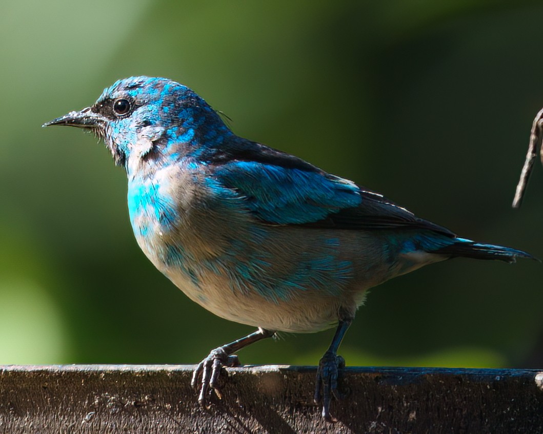 Black-legged Dacnis - ML622438742