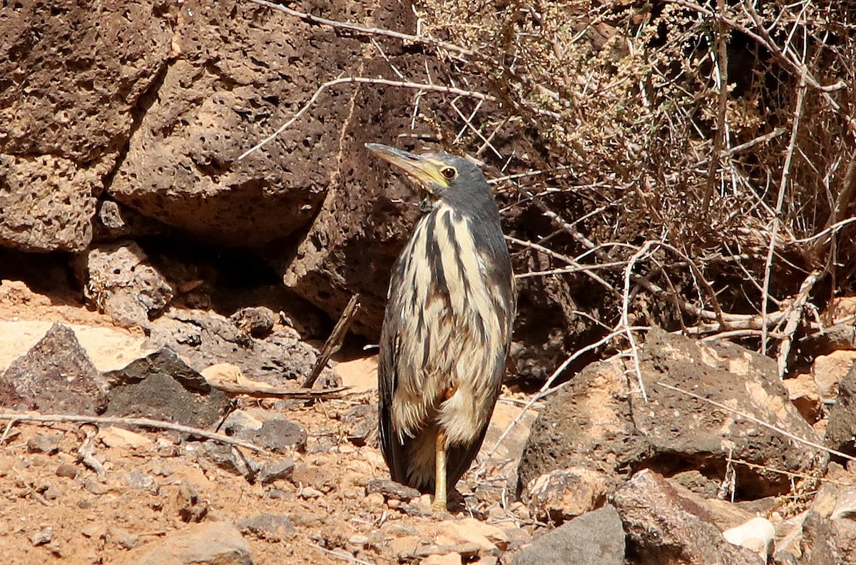 Dwarf Bittern - sean clancy