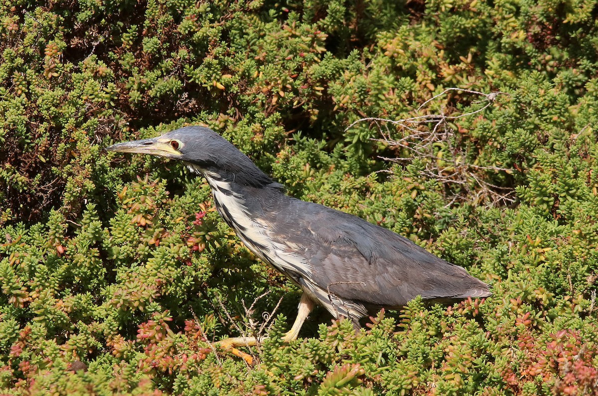 Dwarf Bittern - sean clancy