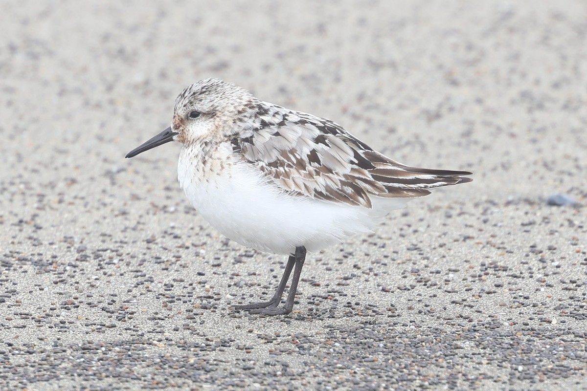 Sanderling - ML622438785