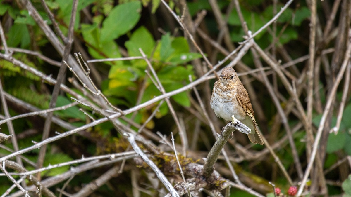 Swainson's Thrush (Russet-backed) - ML622438806