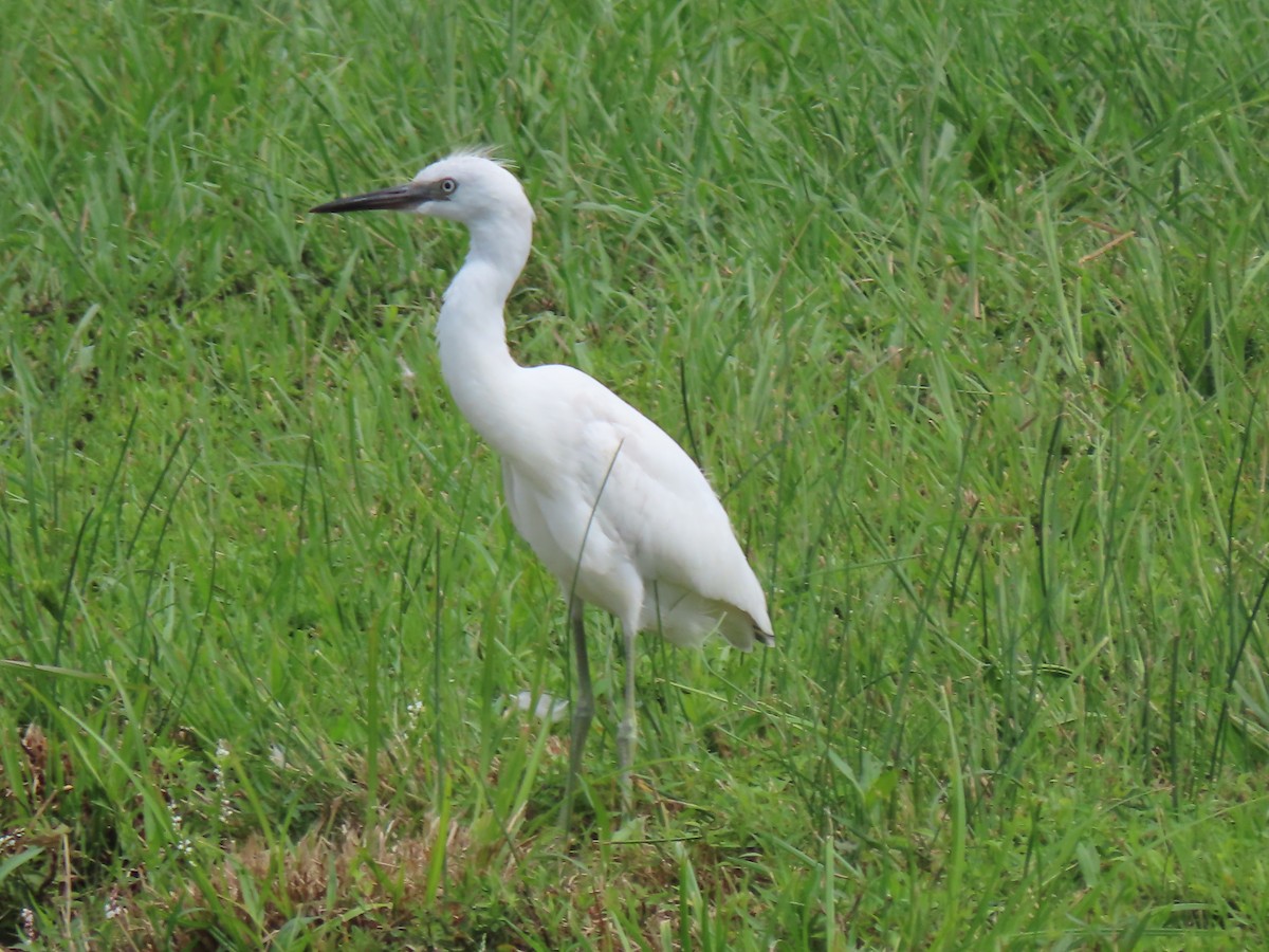 Little Blue Heron - Terryl  Tindall