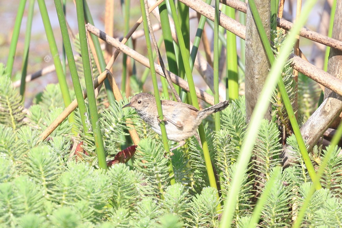 Marsh Wren - ML622438847