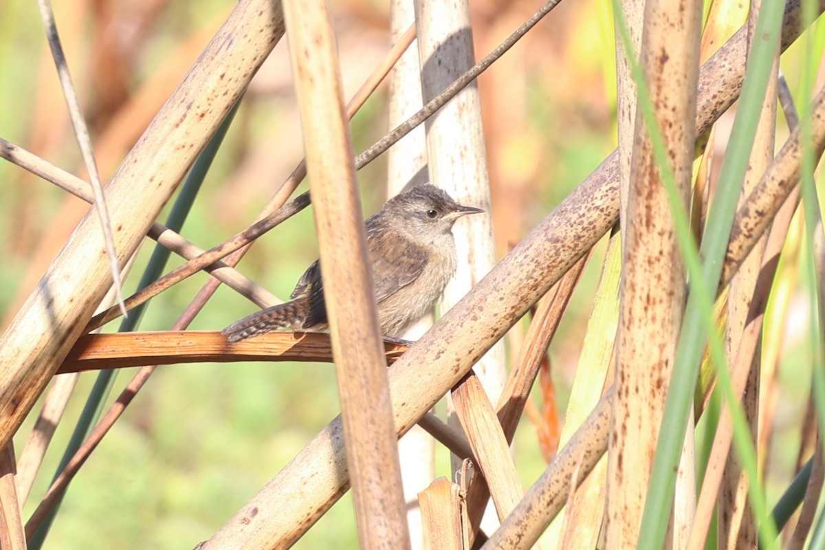 Marsh Wren - ML622438848