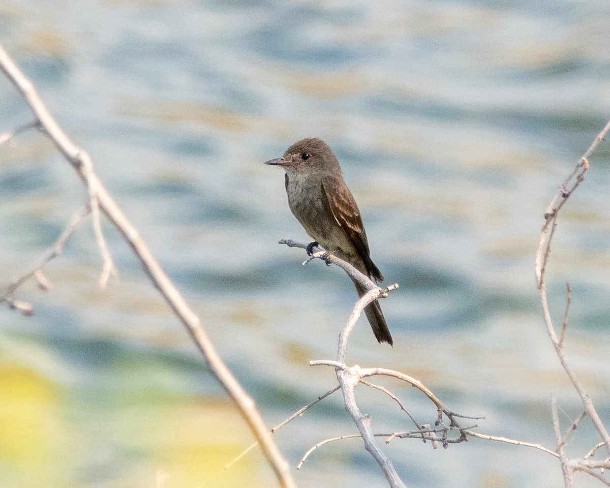 Western Wood-Pewee - ML622438853