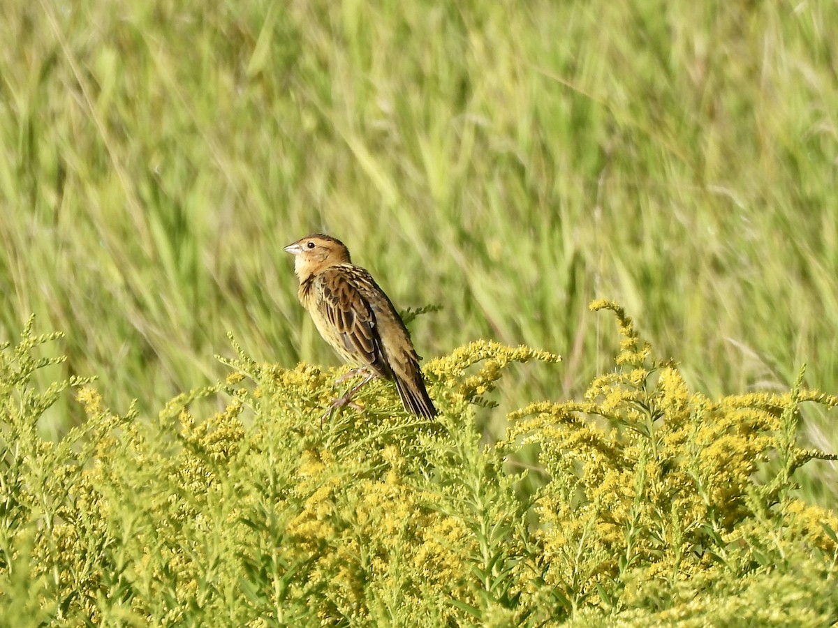 Bobolink - ML622438857