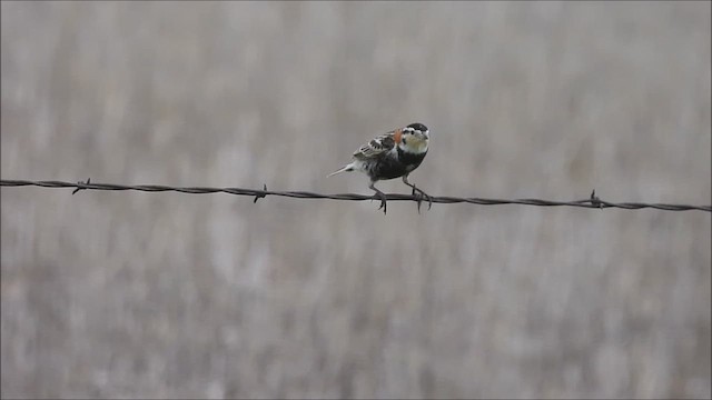 Chestnut-collared Longspur - ML622438976