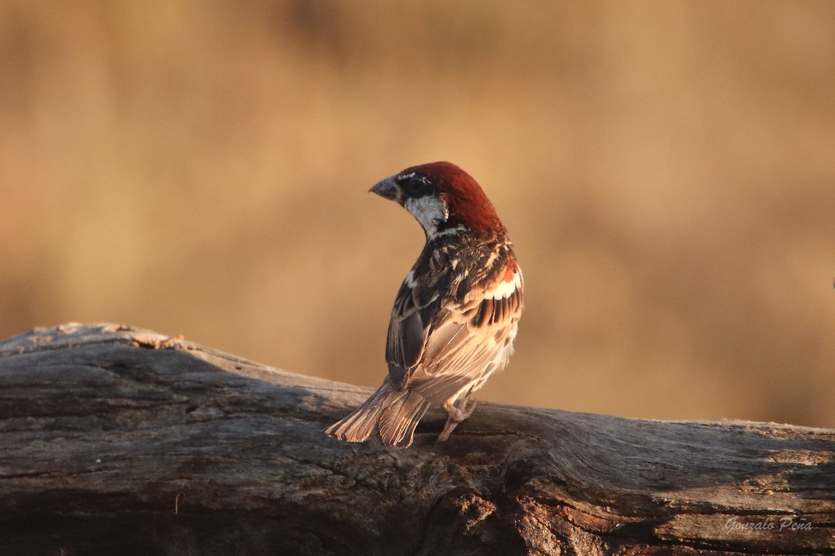 Spanish Sparrow - ML622439279