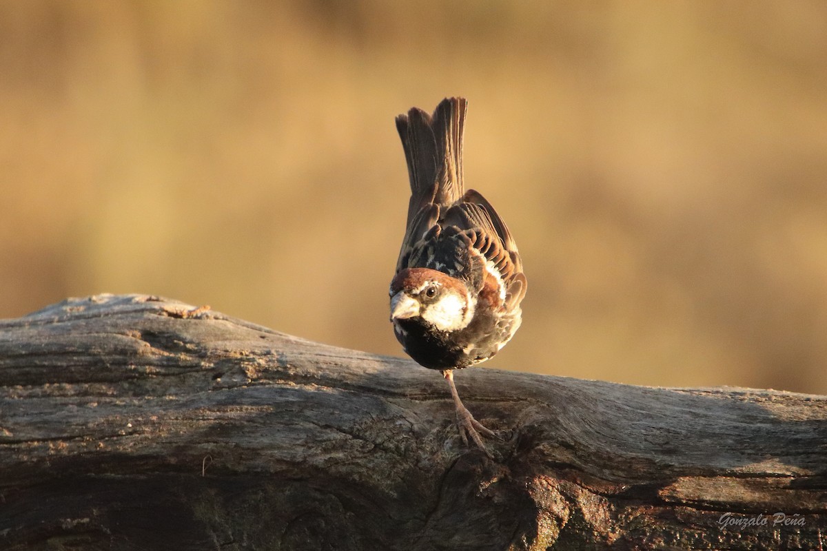 Spanish Sparrow - ML622439280