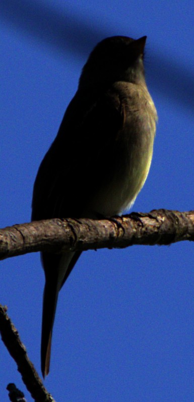 Eastern Wood-Pewee - Andrew Melnick