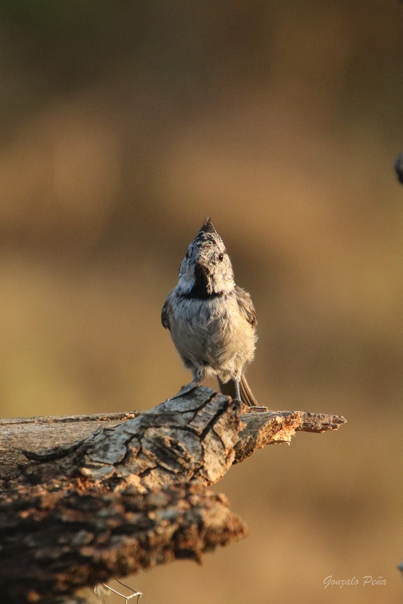 Crested Tit - ML622439293