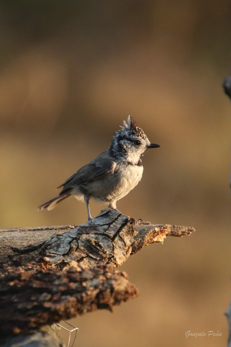 Crested Tit - ML622439294