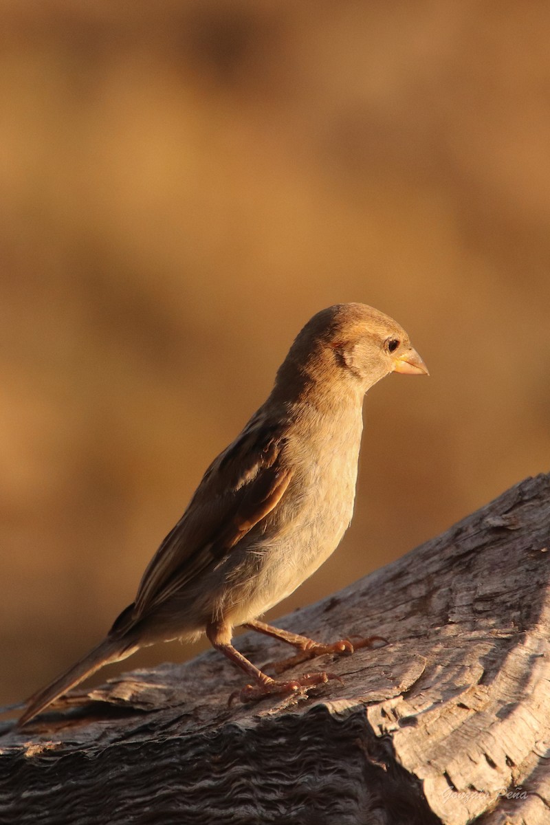 House Sparrow - ML622439297