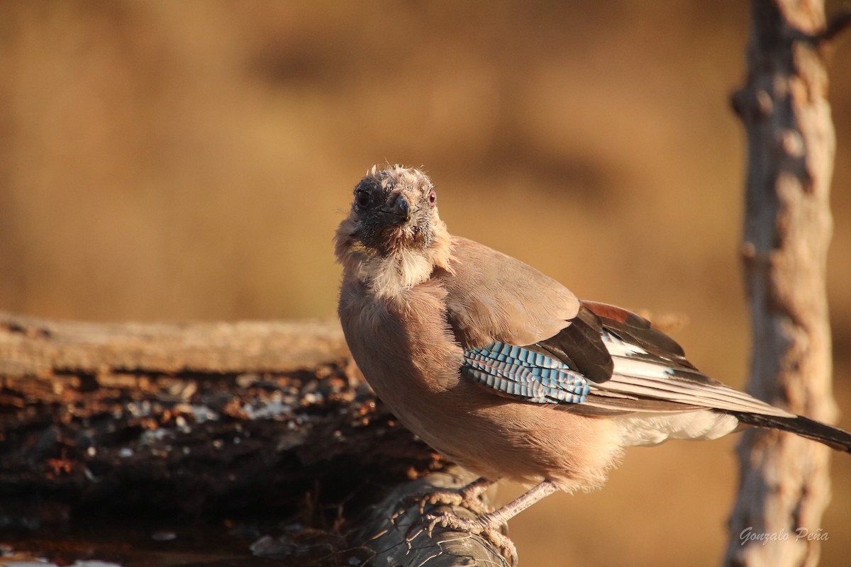 Eurasian Jay - ML622439330