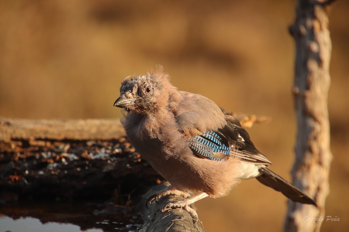 Eurasian Jay - ML622439331