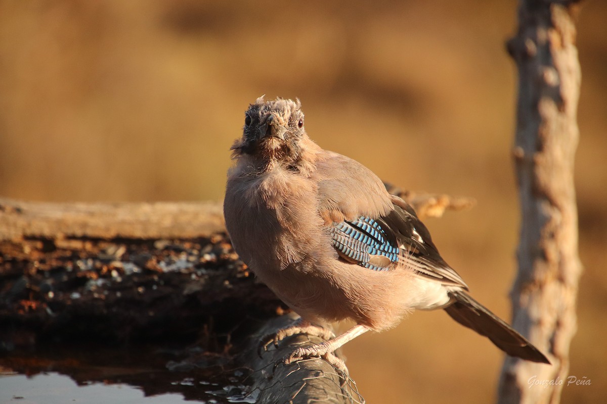 Eurasian Jay - Gonzalo Peña Sánchez