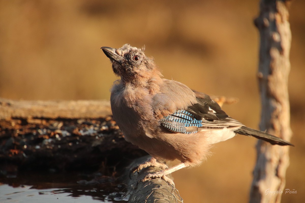 Eurasian Jay - ML622439333