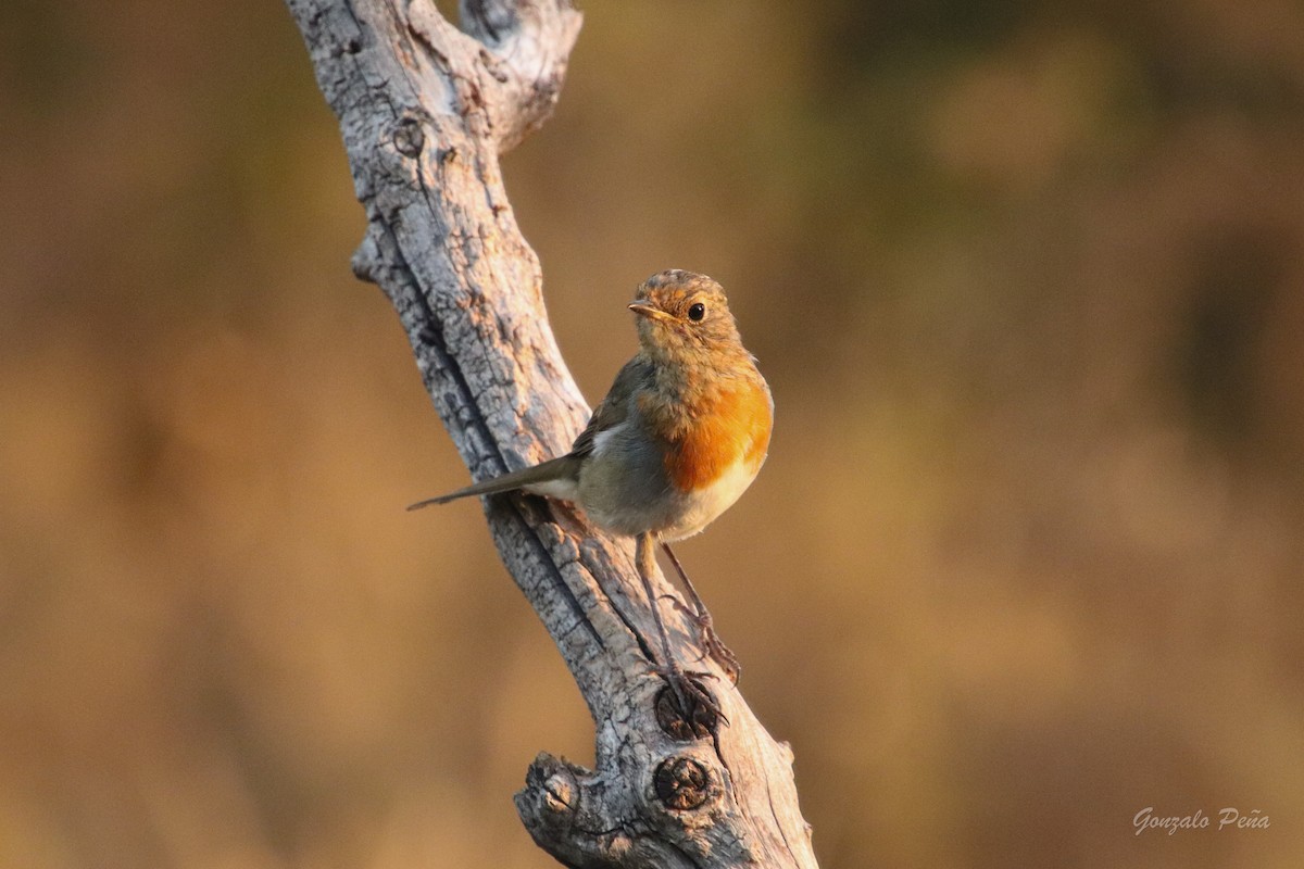 European Robin - ML622439397