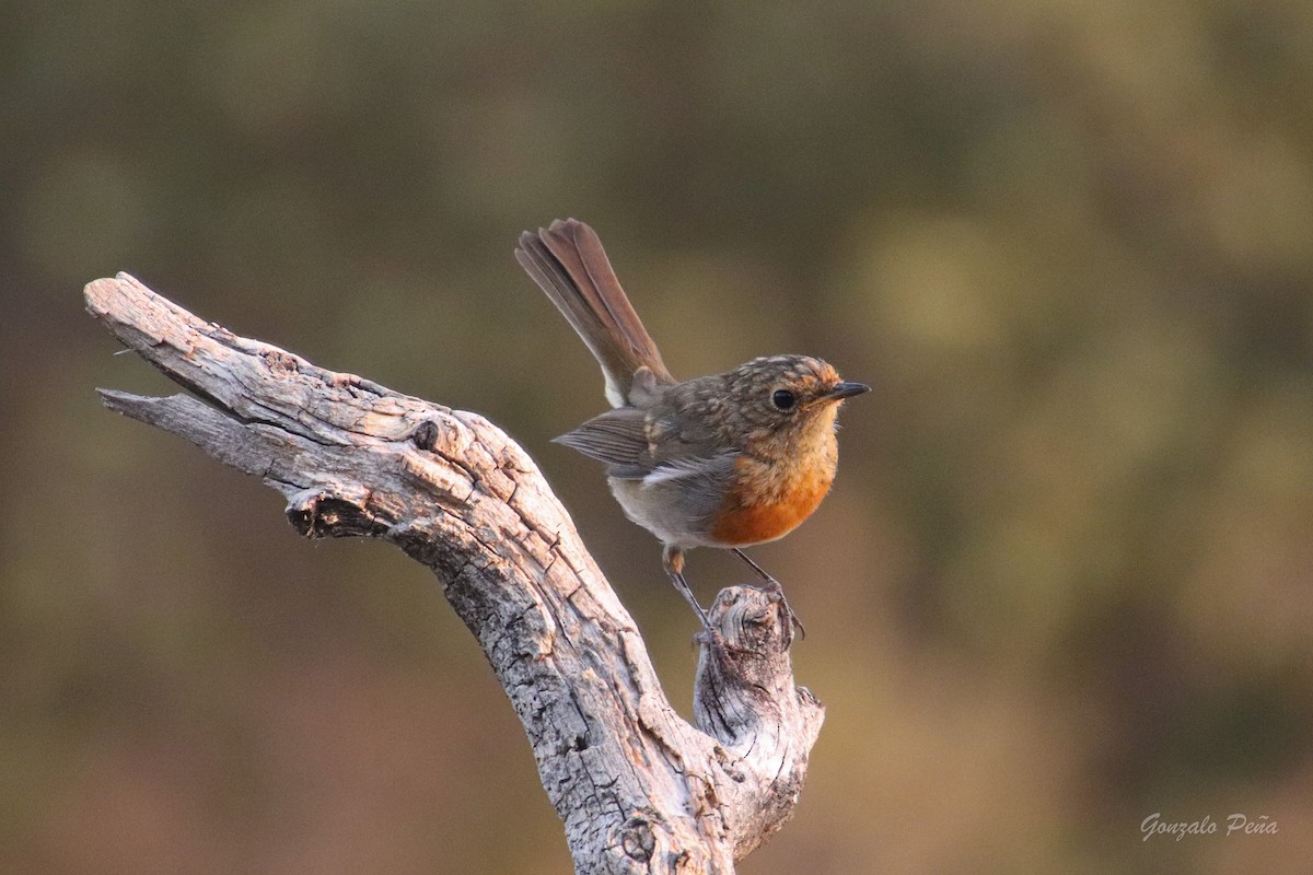 European Robin - ML622439398