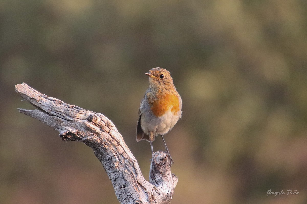 European Robin - Gonzalo Peña Sánchez