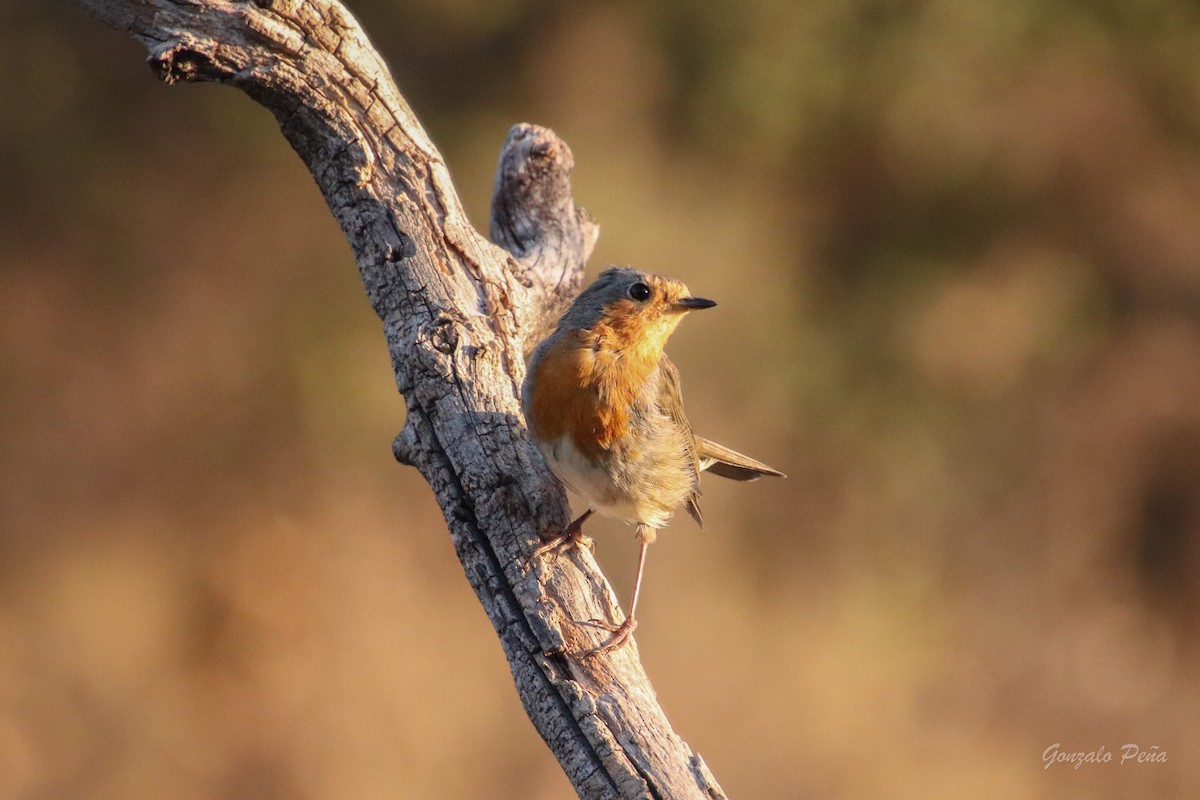 European Robin - ML622439402