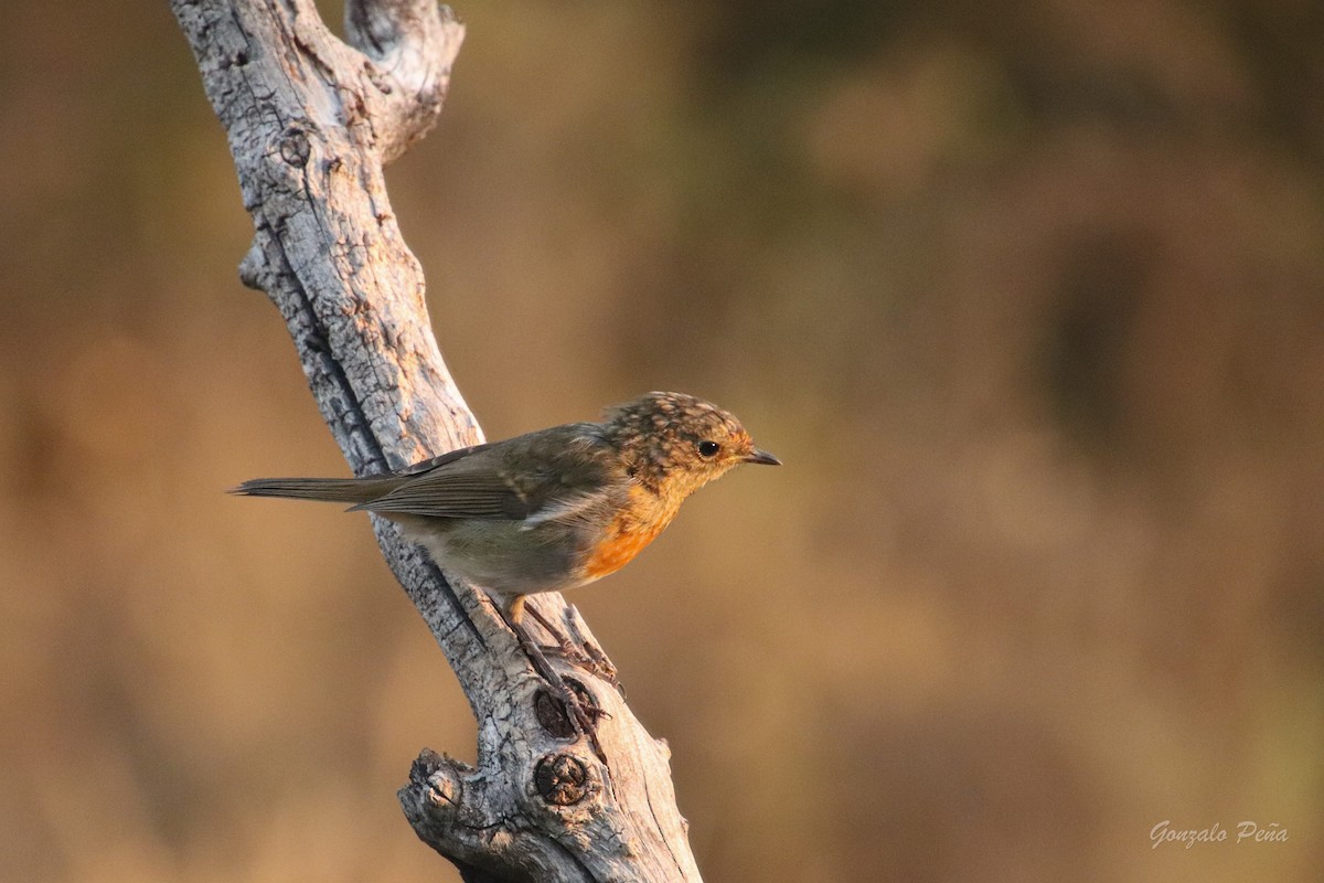 European Robin - ML622439403