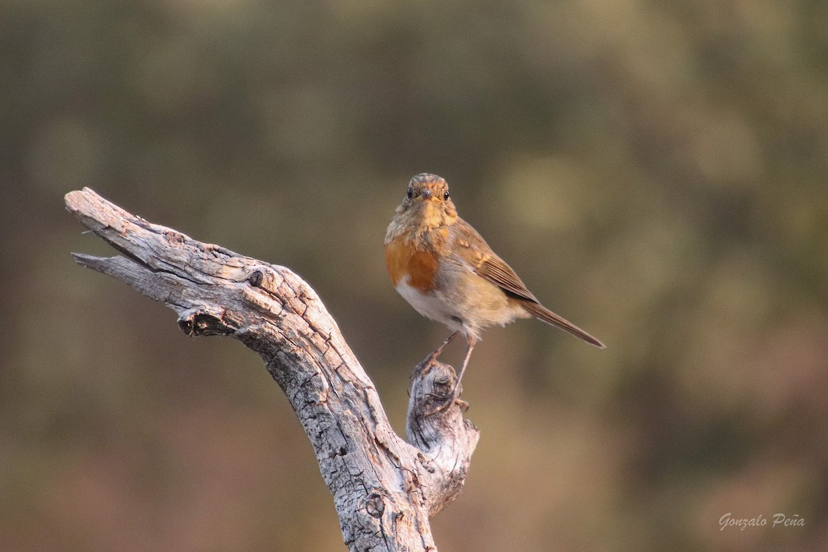 European Robin - ML622439404