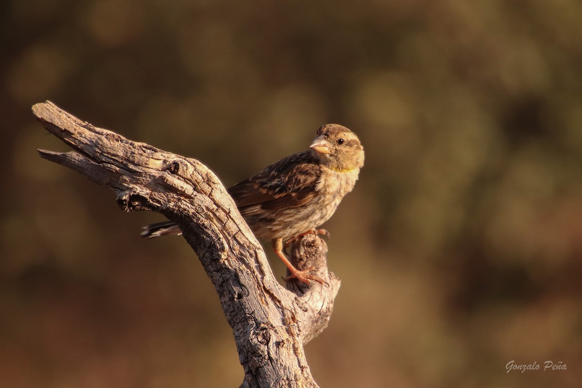 Rock Sparrow - ML622439476