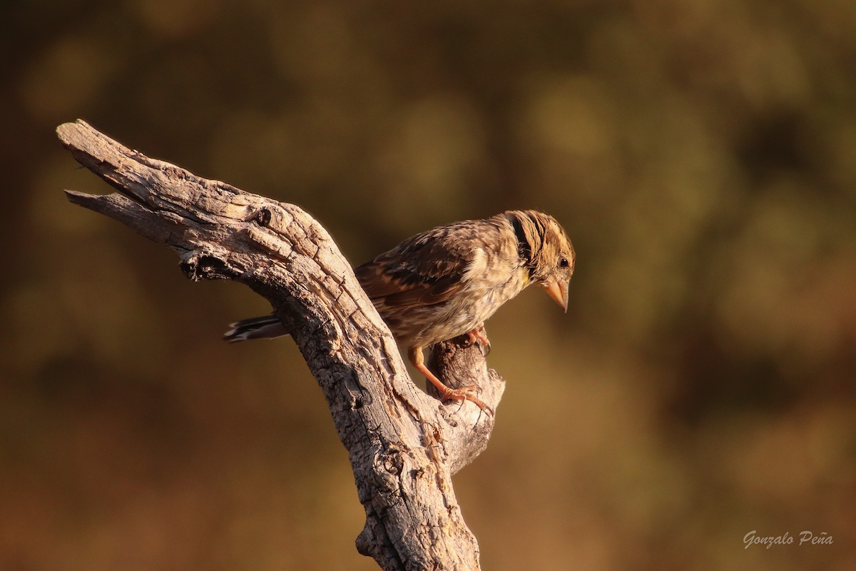 Rock Sparrow - ML622439477