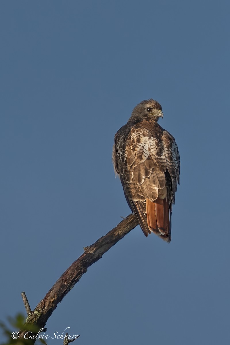 Red-tailed Hawk - Calvin Schnure