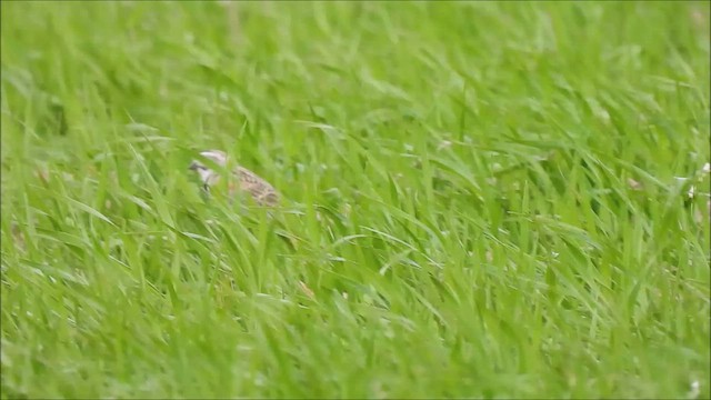 Thick-billed Longspur - ML622439562