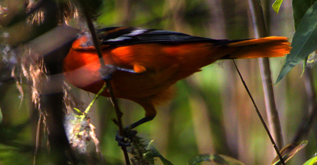 Baltimore Oriole - ML622439580