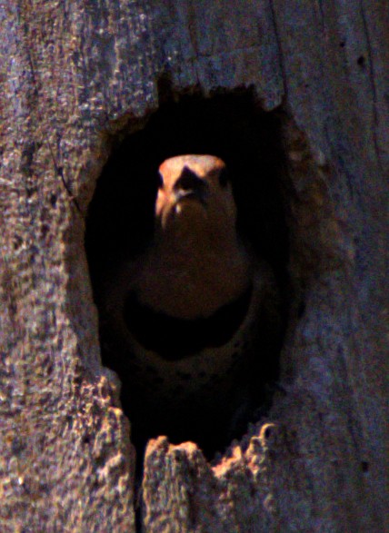 Northern Flicker - Andrew Melnick