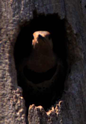 Northern Flicker - ML622439605