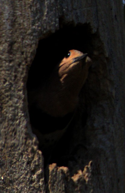 Northern Flicker - ML622439607