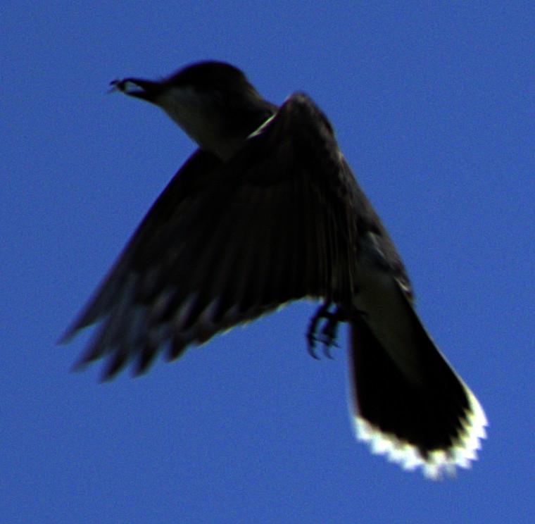 Eastern Kingbird - ML622439620